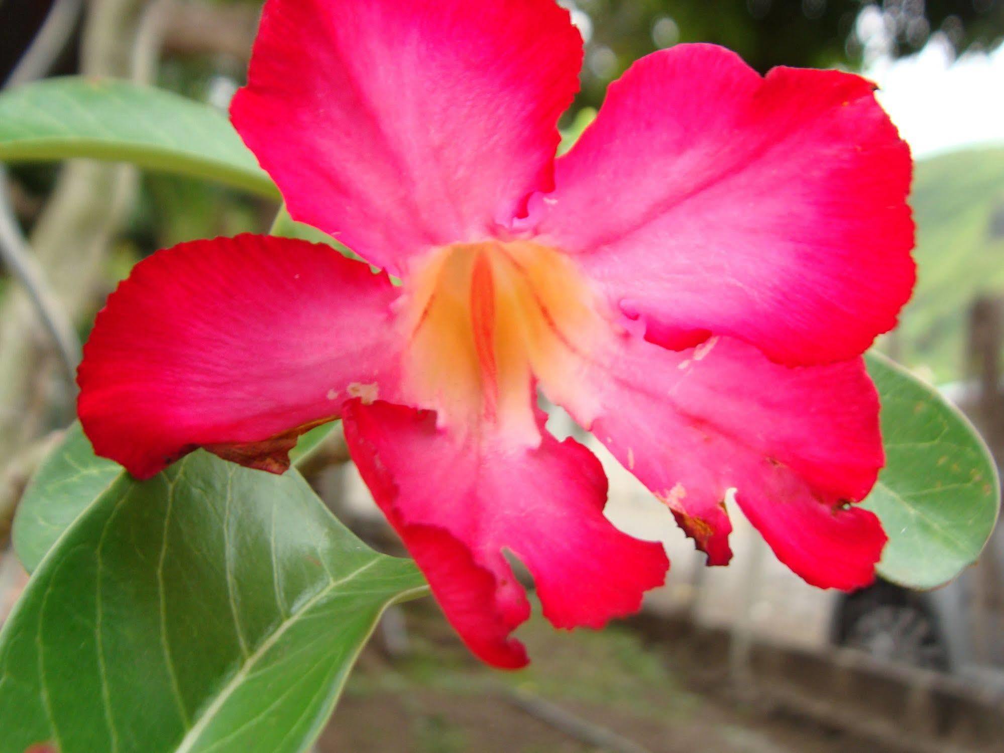 Pension Te Miti - Plage-Beach 200M - Mahana Parc & Vaiava Beach Pk18 - B&B Chambres Ou Dortoir Punaauia  Luaran gambar